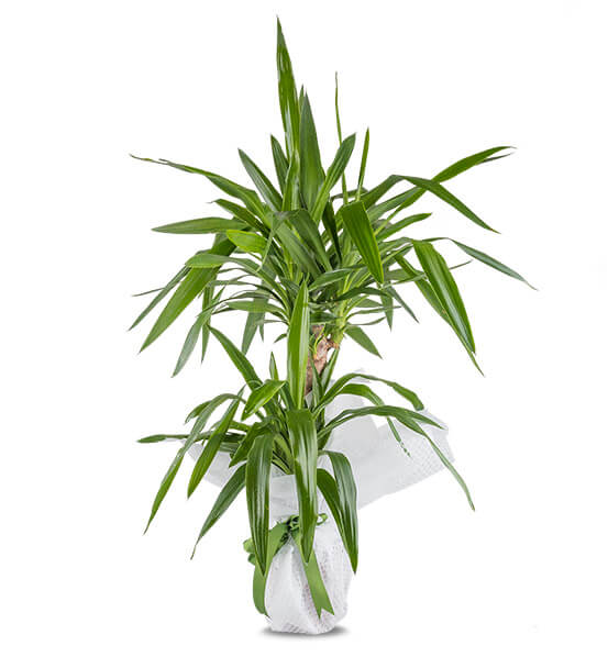   Yucca Saksı Çiçeği